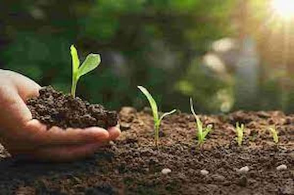 تصویر 5 از خرید کود گلدهی خیار گلخانه ای + بهترین قیمت